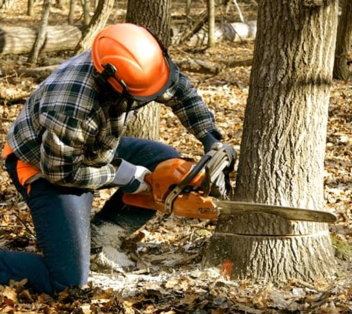 Tree Removal in Frederick, OK